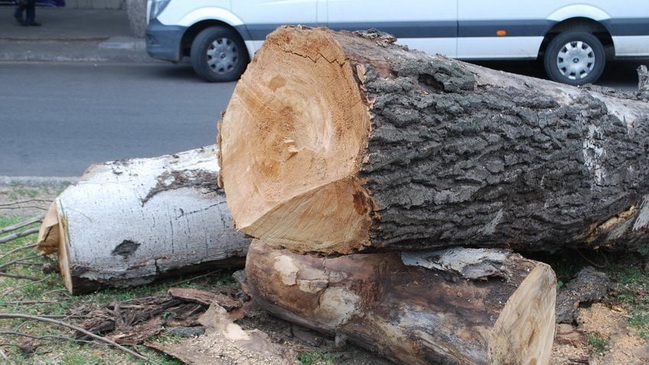 В Каменском на Майдане Героев спилили деревья