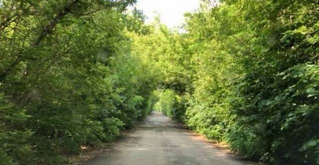 Трасса на Днепропетровщине превратилась в «тоннель любви»