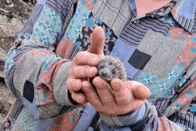 У Дніпрі на місці удару врятували малюка-їжачка