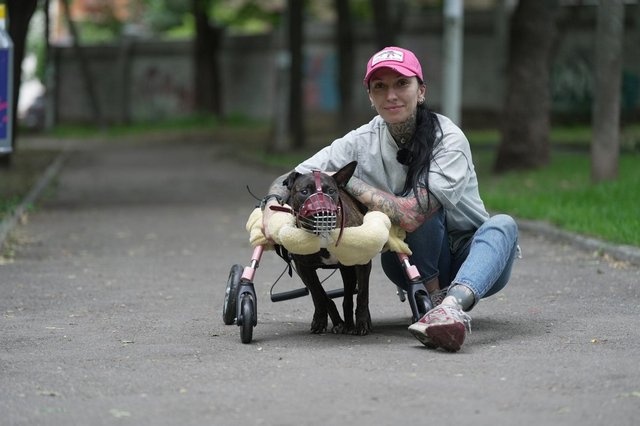 Зооволонтерка з Дніпра Олена Мосійчук та пітбуль на прізвисько Джес. Суспільне Дніпро/Юрій Тинний Перша в Україні, хто проходить таку терапію. У Дніпрі пітбуля з рідкісною хворобою мозку лікують стовбуровими клітинами