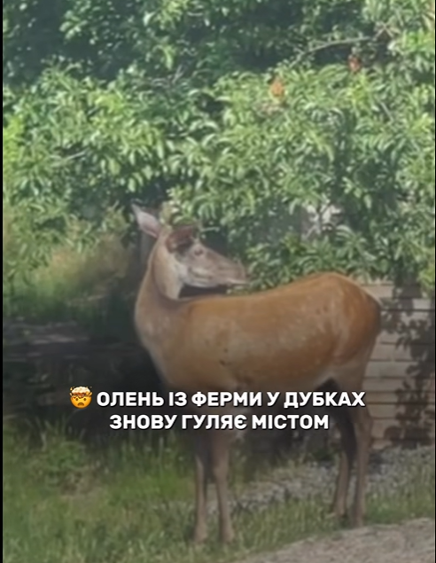 Кривим Рогом розгулював олень, що втік зі скандальної приватної ферми