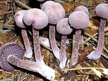 ������������ 2 ������� ������� �������