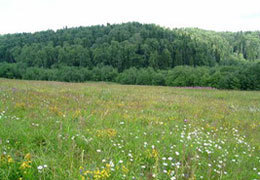 ���� ������ �����?