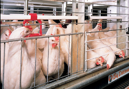 ��������������� ���������� �� ����