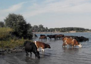 �������� �� ����� 