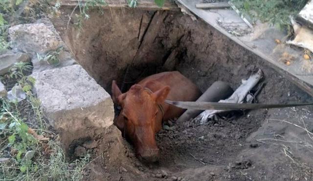 В Покрове спасатели вытащили провалившуюся в яму корову