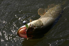 � ������ ���������� ̳�������� �������� � ���� ���� ���� 