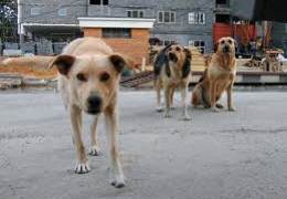 ��� ������� �������� ��������� ��������