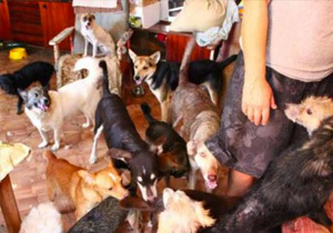 � ���������������� ������ ����������������� �������� �������� ���������