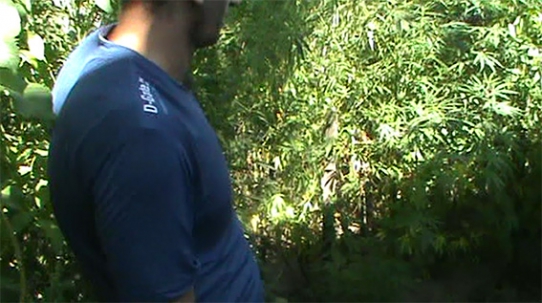 В Днепропетровске у местного жителя нашли 140 кустов конопли