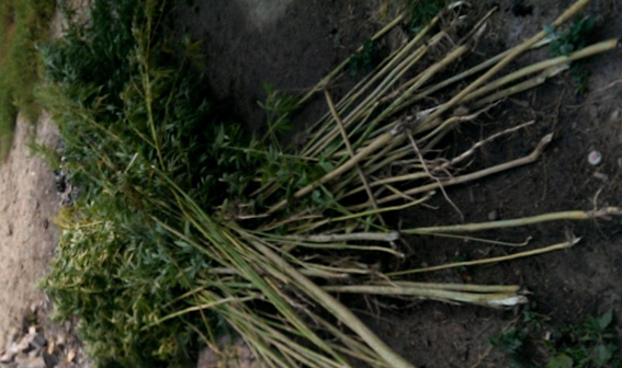 Днепропетровские милиционеры задержали мужчину, который выращивал коноплю