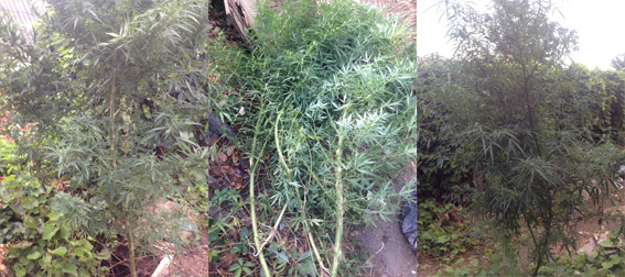 В Бабушкинском районе Днепропетровска изъято марихуаны на сумму 2 тысячи гривен