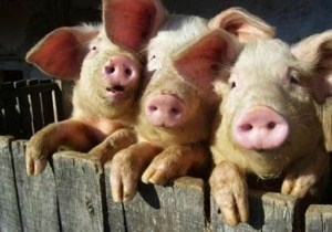 �� ���������������� �������� �������� �� ������ ������� ������ �� ����� ���� �� ������ 