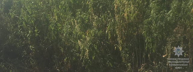 Поліція Дніпропетровщини шукає наркофермера, який виростив плантацію коноплі