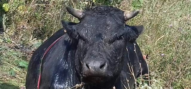 �� ���������������� ������������ ��������� ����, �� ���� � ���