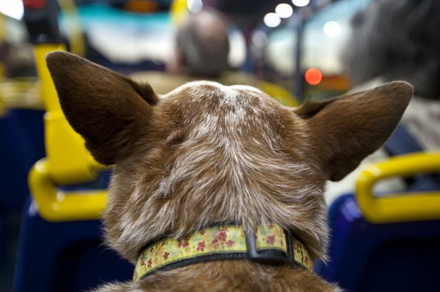 В Каменском из-за пассажира с большой собакой приостанавливали работу трамваев