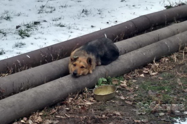 Каменским «Теплосетям» помогут заплатить 5 млн гривен долга «ДнепрАЗОТу»