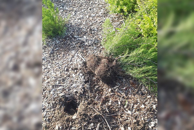 В Днепре пара пыталась украсть из яхт-клуба «Сич» несколько кустов можжевельника