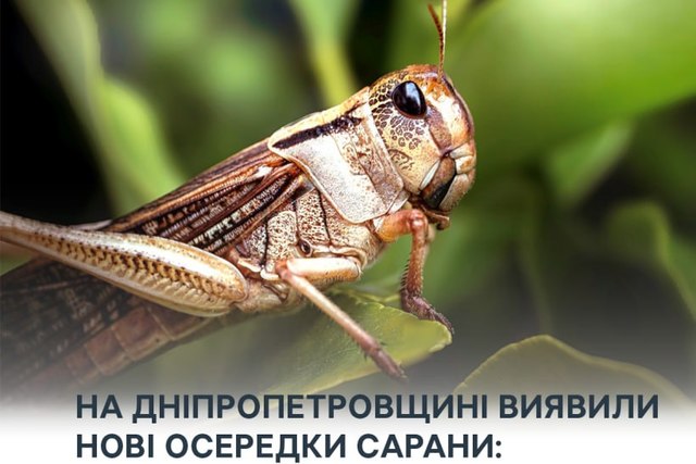 На Днепропетровщине обнаружены новые очаги саранчи: введен особый режим защиты растений
