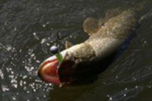 ³������� ̳�������� �������� � ���� ���� ����