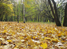 ��-�� ���� � ������ ���� ����� ������?