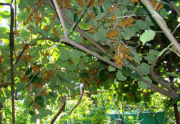 ���������� ���������������� ������� �� ����� ������� ��������� ������... ����