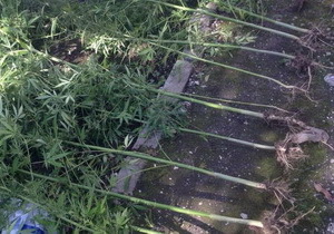 � ����� �������� ��������������� ������ 14 ������ �������