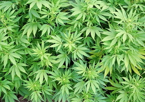 � ���������� �������� 