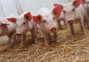 �� ���������������� ����������� ���� ������ �� ��������