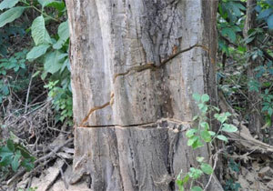 � ��������� ����������� ���������� �������