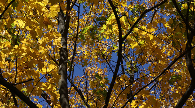 В Днепр пришла метеорологическая осень