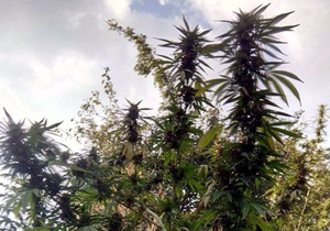 ��������������� ������ ��������� � �����������