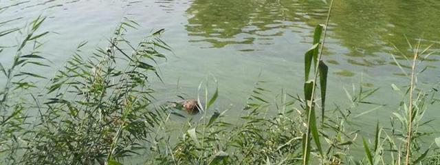 На Набережной Победы из воды достали труп мужчины