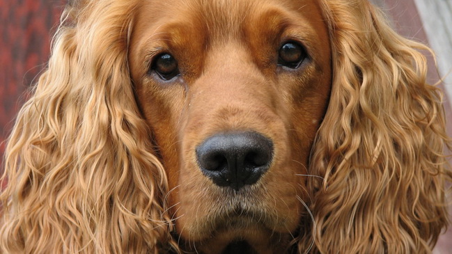 � ��������� ������������ ������ ���������