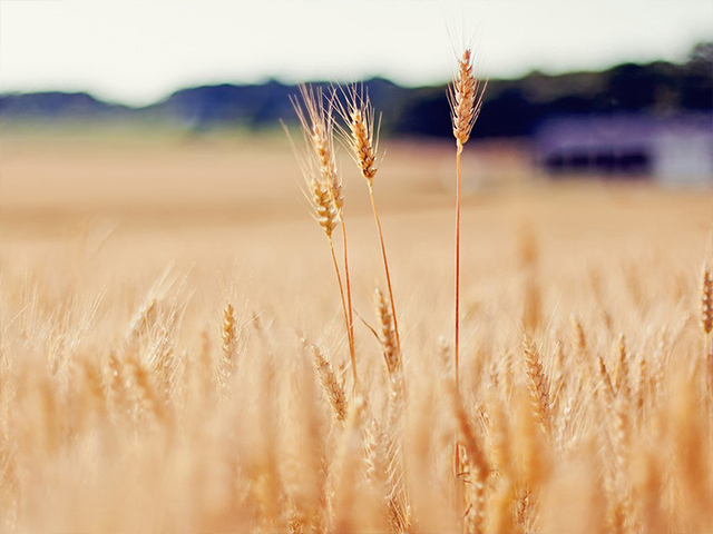 Севооборот - важный экономический и агрономический инструмент