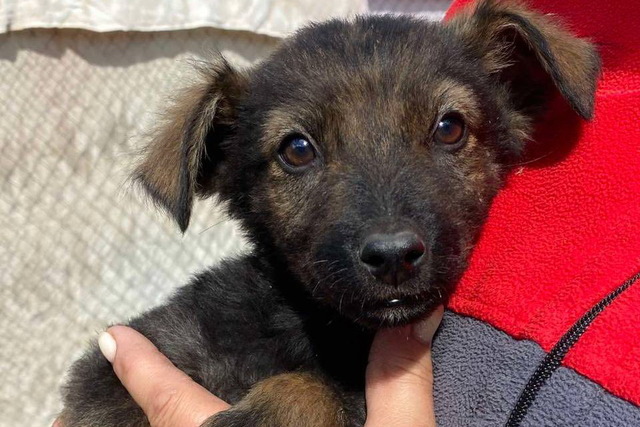 Священник из Днепра помогает бездомным собакам