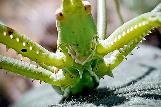 На Дніпропетровщині виявили рідкісне зелене чудовисько