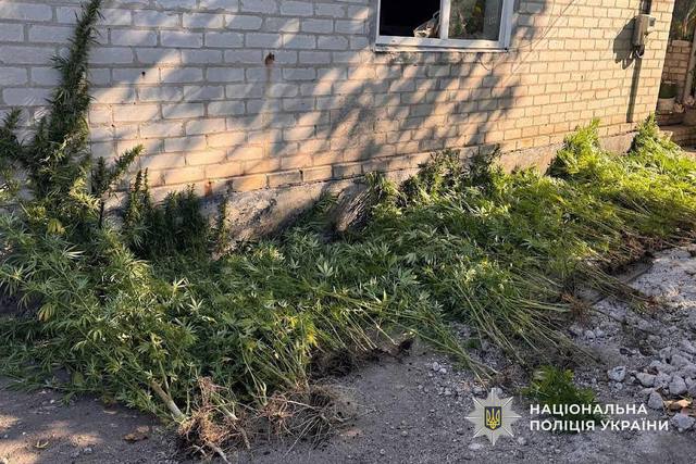 Выращивал и хранил каннабис: следователи Днепра сообщили о подозрении 34-летнему мужчине
