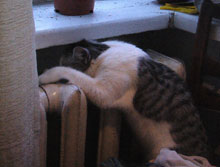 ������������ ����� � ���������������: ��������� 