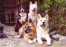 ���������������� ����� - ������ � ������ �������� �� ������