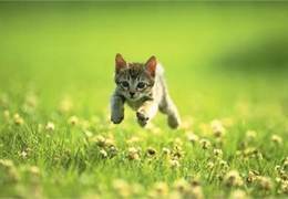 ������� - ��������� ���� ��������