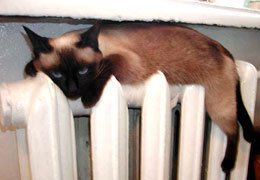 ������������ ����� � ���������������� �������� ����� ��� ���