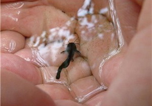 ���������������� ���������� ������� ������� � ���������� ������