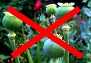 � ������� ���������� ������������ ������� ������� ����� �������� ����