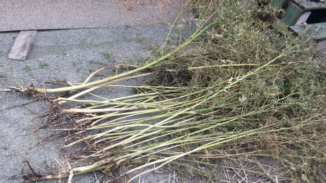 ������� ���������� ������ ���� �������� � ������������ �������