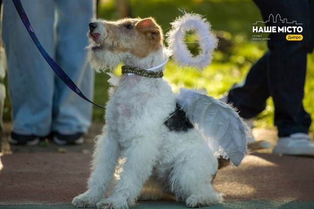   :    -   pet-friendly   