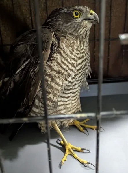 В Никополе сокол сбил собой летящий на людей дрон