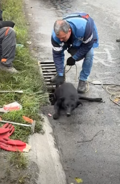 В Днепре коммунальщики спасли собак из дождевой канализации