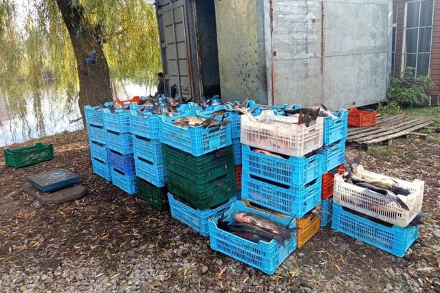 В Днепропетровской области браконьеры выловили более 6 тонн рыбы: убытки превысили 5,4 млн грн