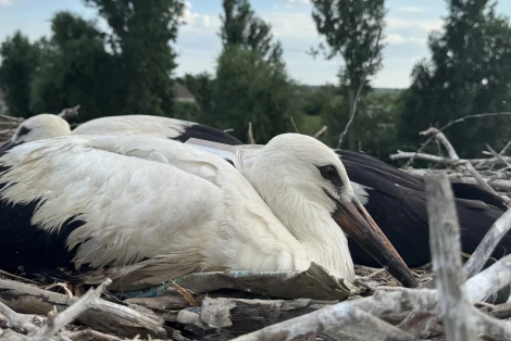 Проєкт допомоги лелекам дніпровських енергетиків отримав міжнародну нагороду